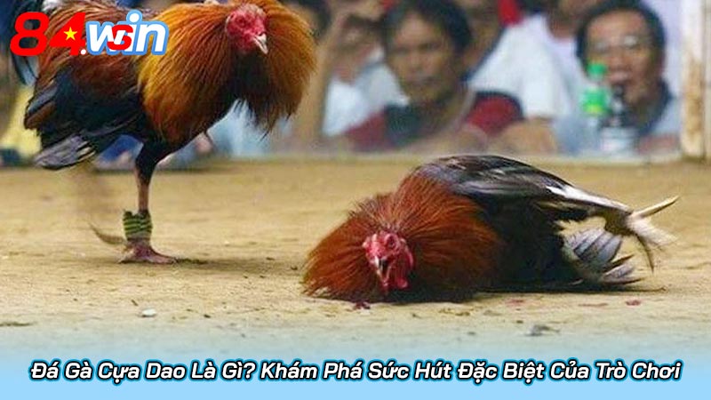 Đá Gà Cựa Dao Là Gì? Khám Phá Sức Hút Đặc Biệt Của Trò Chơi 1 Đá Gà Cựa Dao Là Gì? Khám Phá Sức Hút Đặc Biệt Của Trò Chơi
