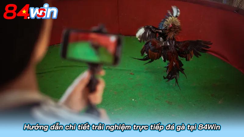 Hướng dẫn chi tiết trải nghiệm trực tiếp đá gà tại 84Win