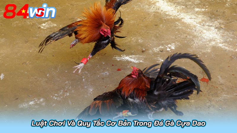 Đá Gà Cựa Dao Là Gì? Khám Phá Sức Hút Đặc Biệt Của Trò Chơi 3 Luật Chơi Và Quy Tắc Cơ Bản Trong Đá Gà Cựa Dao