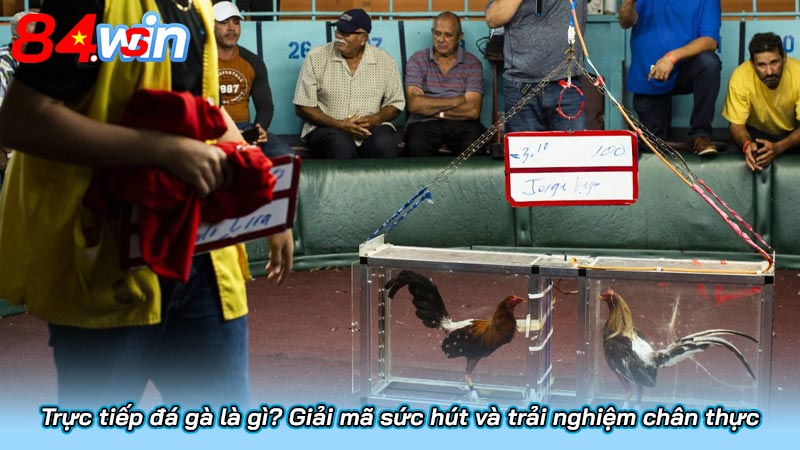 Trực tiếp đá gà là gì? Giải mã sức hút và trải nghiệm chân thực 4 Trực tiếp đá gà là gì? Giải mã sức hút và trải nghiệm chân thực